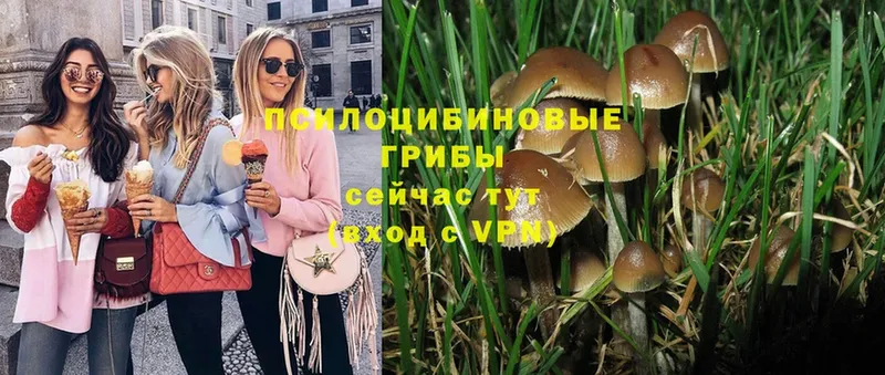 Псилоцибиновые грибы Psilocybe  где продают   ссылка на мегу ССЫЛКА  дарк нет Telegram  Камешково 